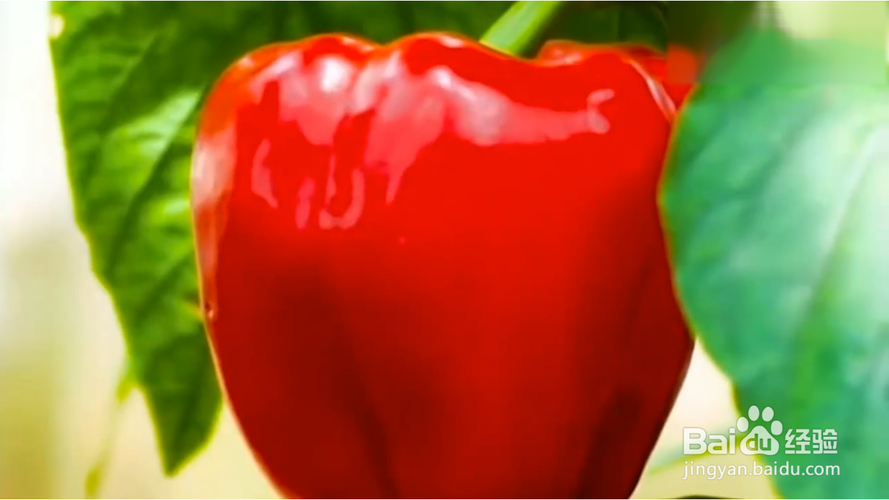 如何在家种植辣椒？