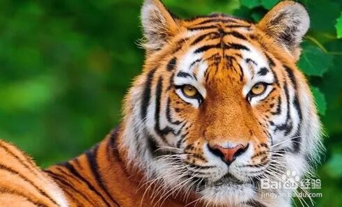 蚂蚁庄园4月8日：老虎头上都有一个王字吗