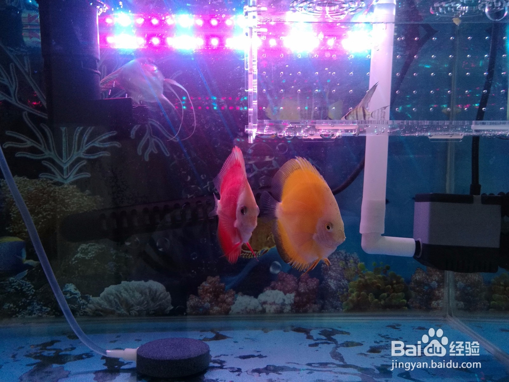 怎样才能养好鱼？