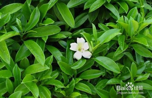 如何让非洲茉莉开花