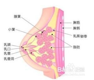 乳腺癌晚期症状都有哪些