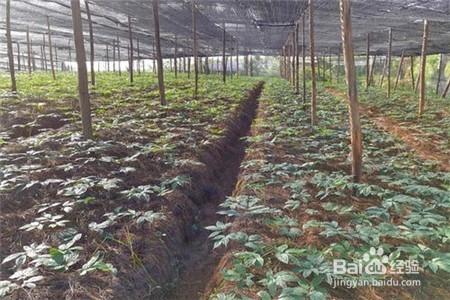 三七的功效与作用,不知道的点击查看