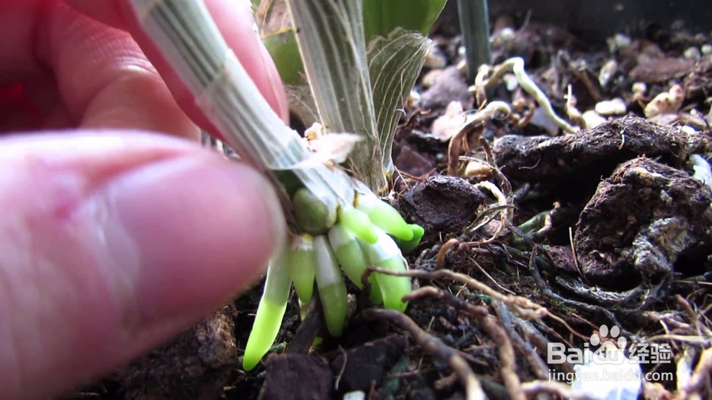 兰花根死了怎么救