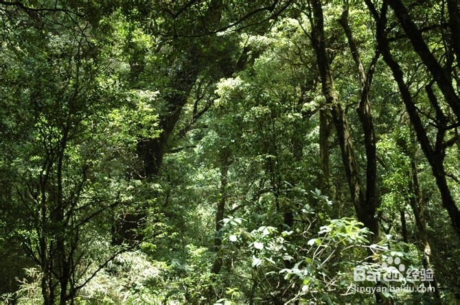 详细说说有关普洱茶的知识