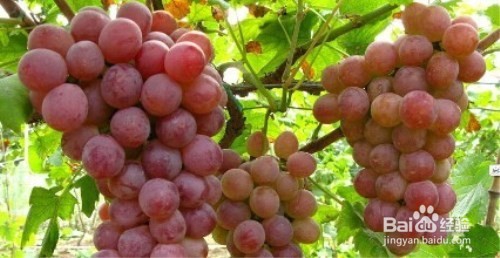 常吃这些食物能帮你降血脂