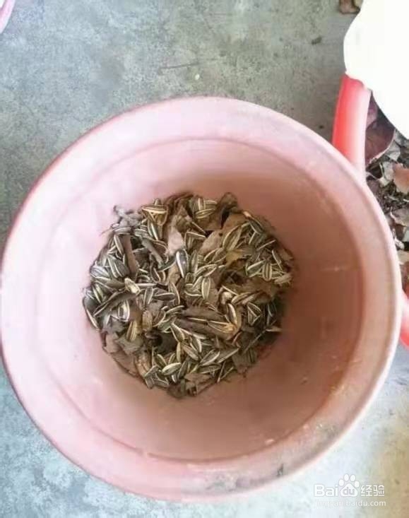 养君子兰，盆边撒点“小东西”，不施肥，开爆盆