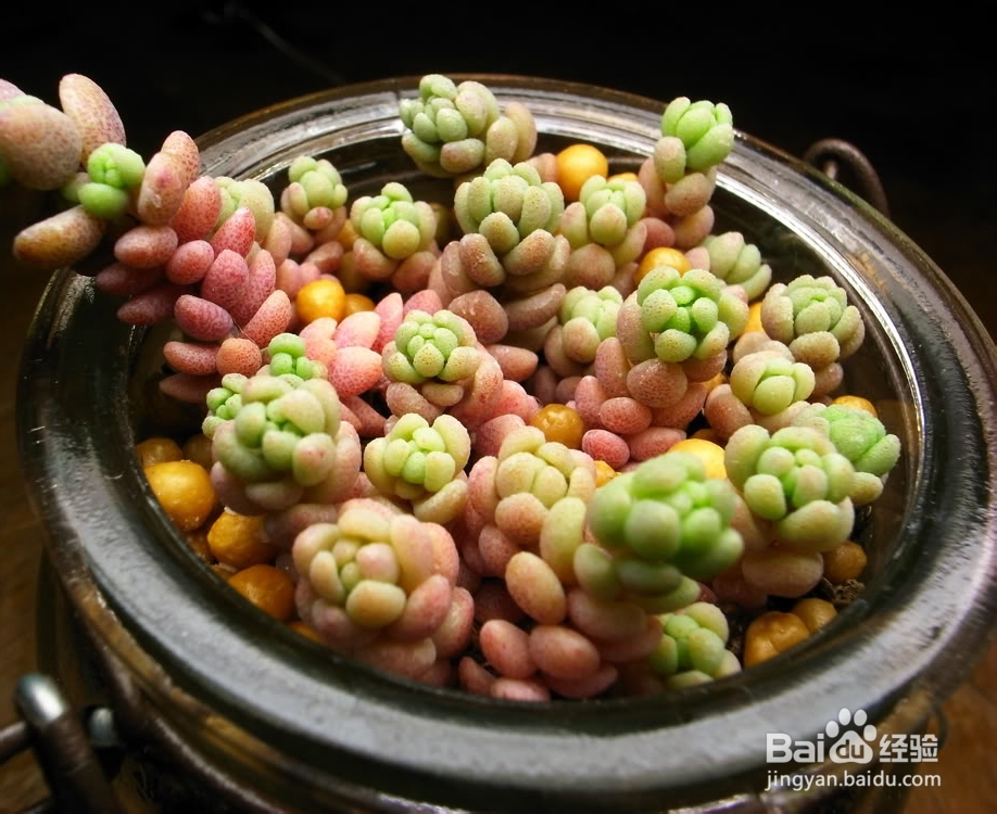 多肉植物拉丁属名小知识