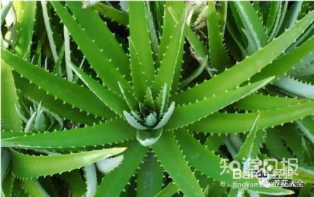 雾霾天,这20种花摆在家里最吸霾!