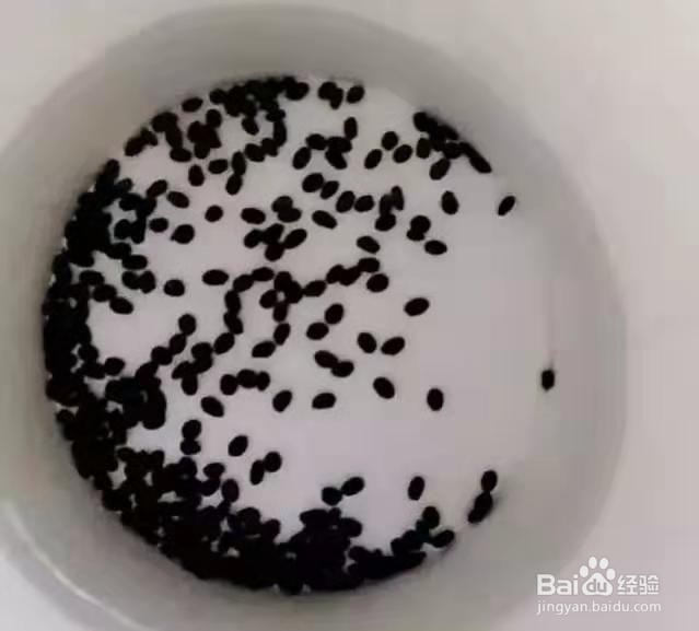 挖勺猕猴桃扔土里,7天变身毛茸茸叶子盆栽