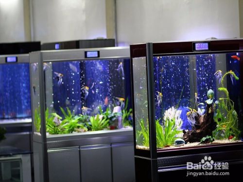 鱼缸里要多久换一次活性炭合适 百度经验