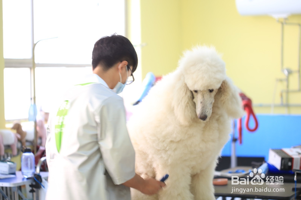 宠物美容自学怎么学