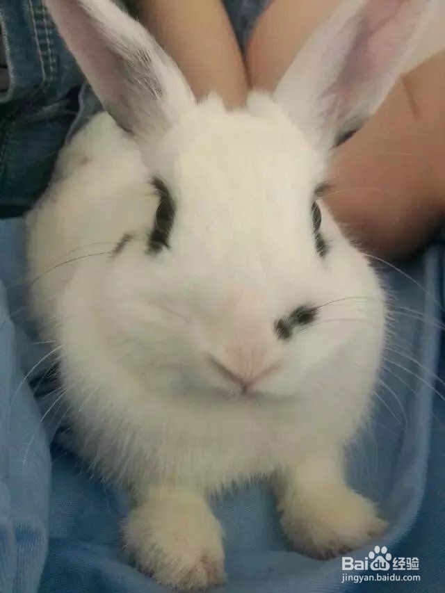 如何养好兔子?