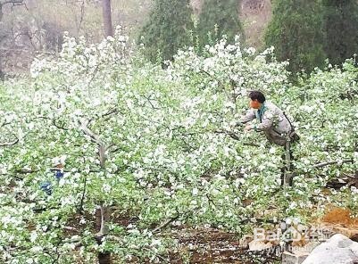 怎样提高苹果的座果率