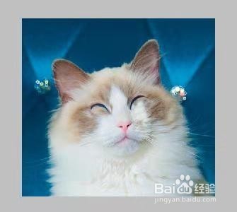 用PS制作动态猫咪表情包