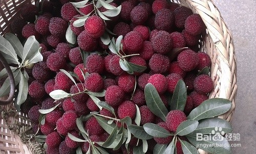 什么水果不能多吃