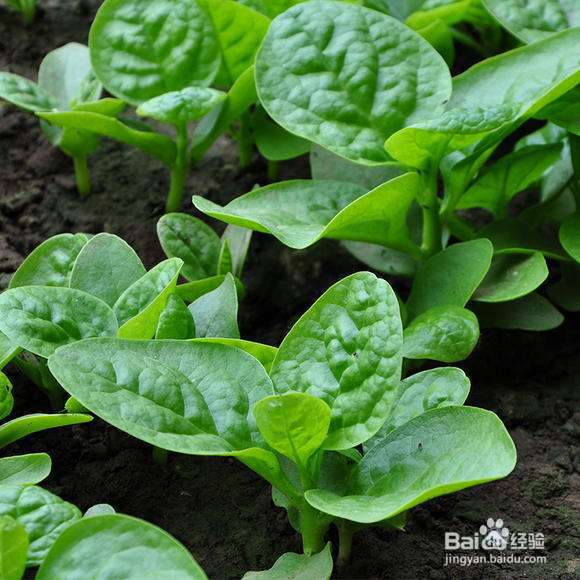 种的菜叶子发黄什么原因