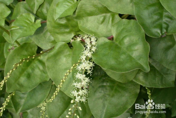 天然的美容食品有哪些？