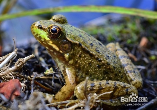 青蛙（田鸡）的营养价值有哪些？