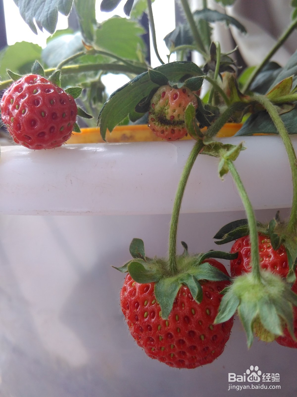 自家种的草莓