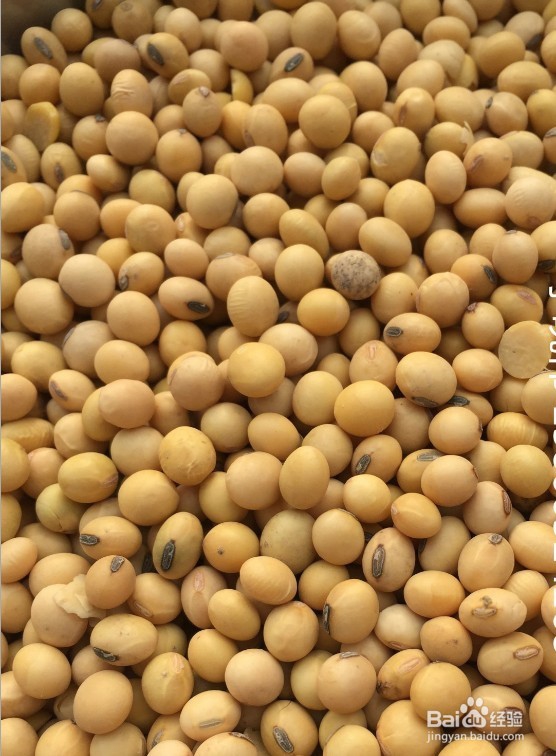 进口转基因大豆与东北非转基因的大豆区别