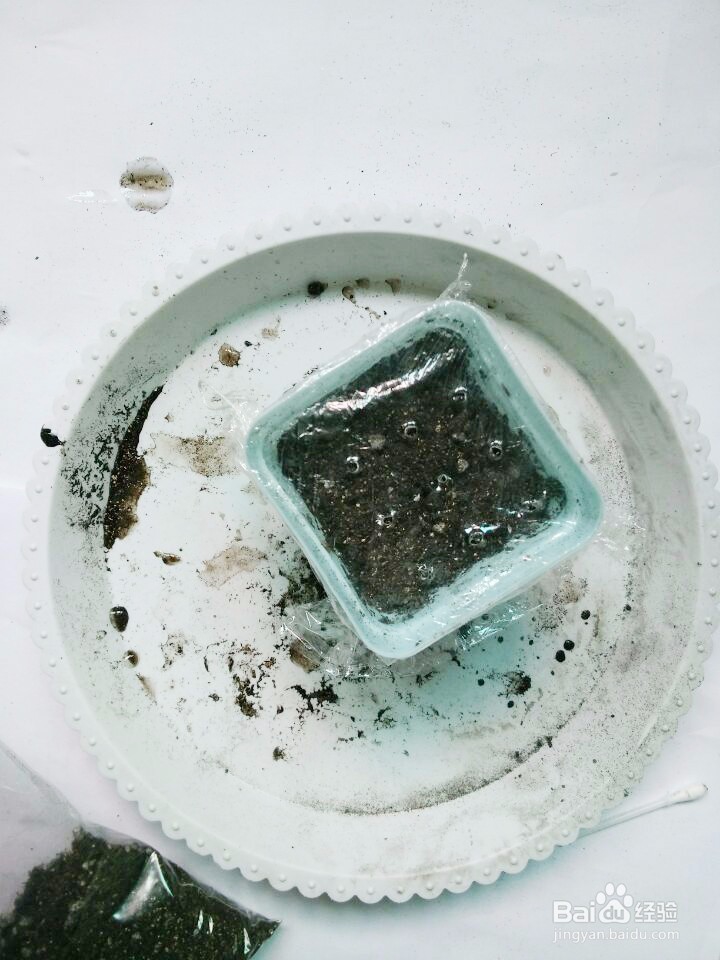 满天星种子怎么种