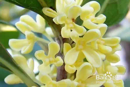 生活 对家中有益的植物