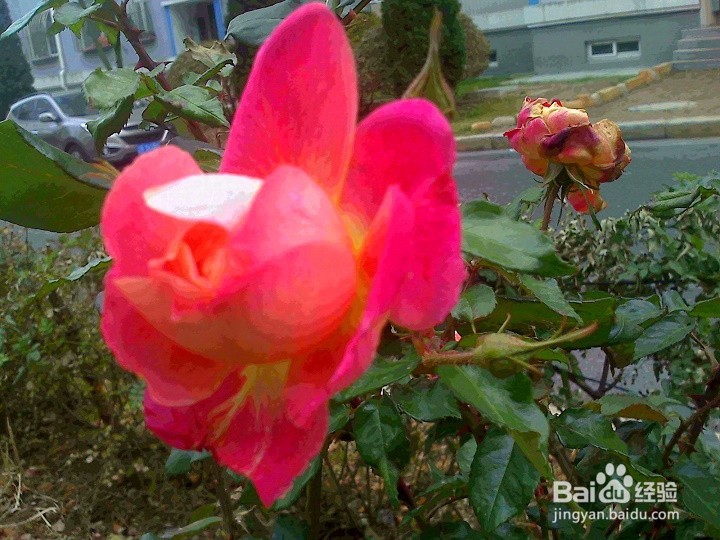 老年人怎样用手机拍花骨朵儿