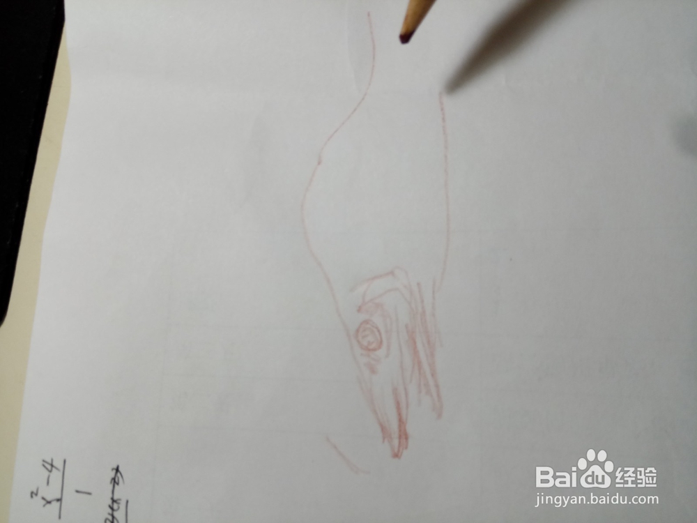 简笔鳜鱼画法