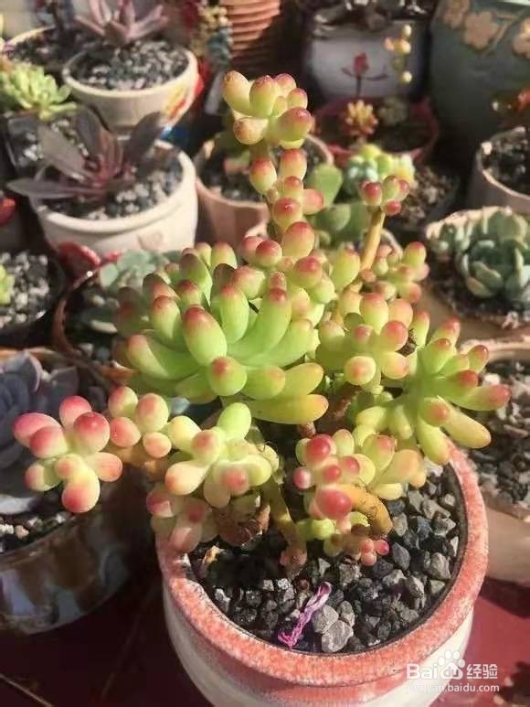 养花别乱换盆，否则黄叶枯萎不开花，越长越差