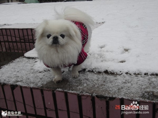 狗狗,我的世界不能没有你