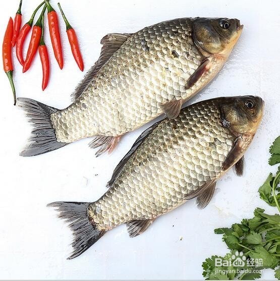 冬季野战蓝鲫怎样搭配