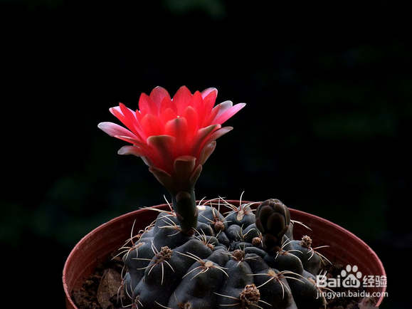 种植绯花玉仙人球的注意事项有哪些?