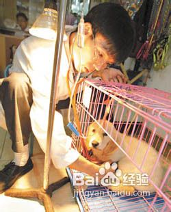 犬瘟热的治疗方法