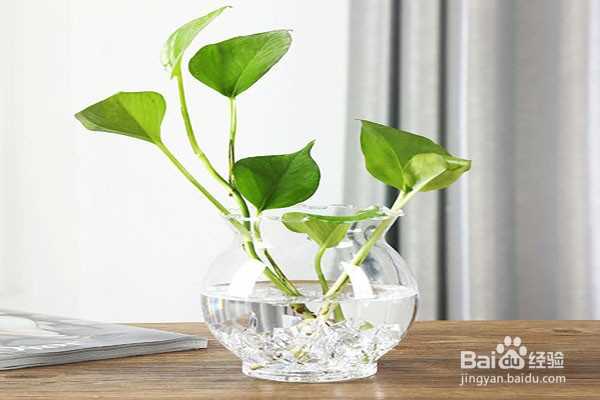 绿萝的养殖方法