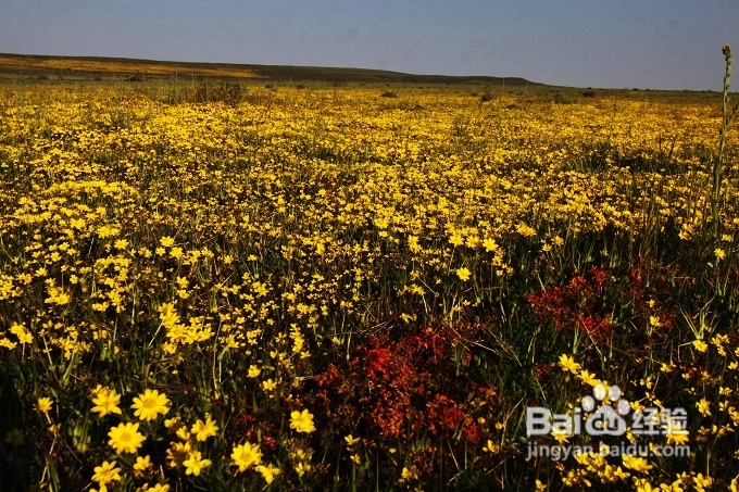 [转载]南非之旅3：纳玛夸兰（Namaqualand）花海