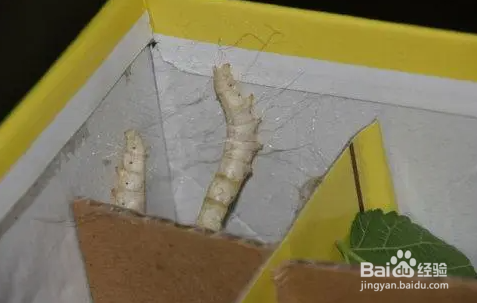 如何判断蚕要结茧