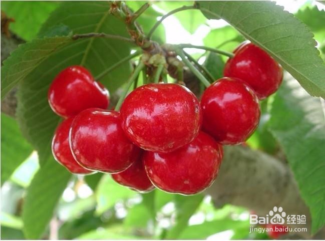 女生夏季必备美容水果