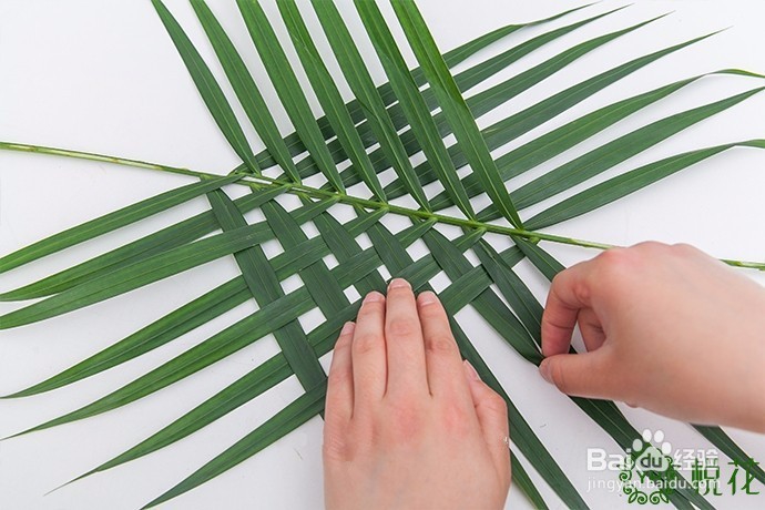 插花入门，散尾葵的5种创意修剪方式