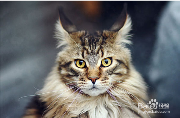 缅因猫拉肚子的原因及处理办法