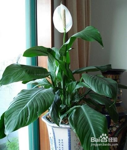 怎样才能打扫好领导办公室