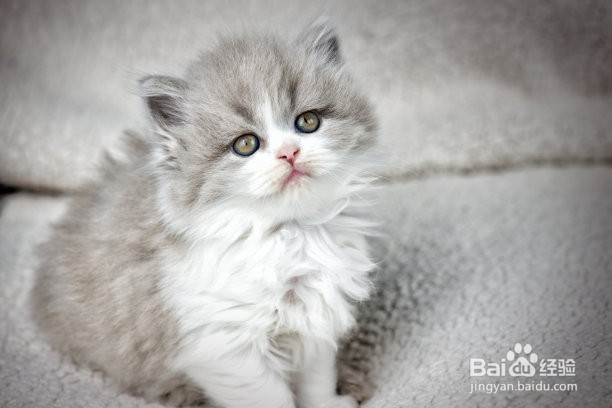 猫咪喝水都吐怎么办