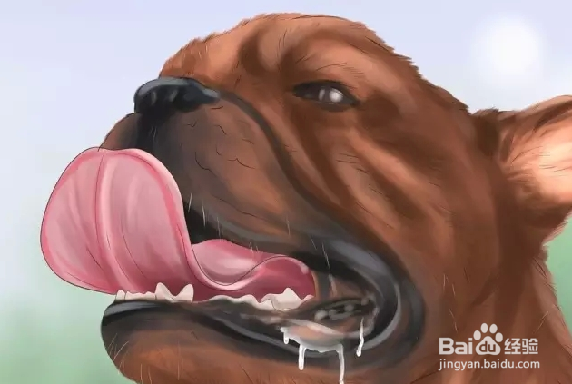 夏季狗狗中暑怎么办？如何预防？