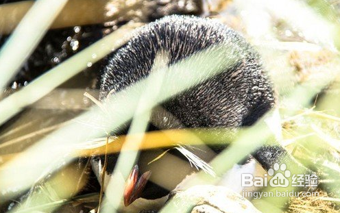 到两极拍摄你需要哪些的装备
