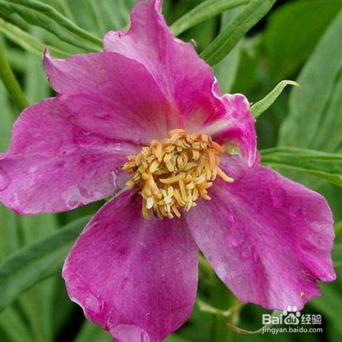 赤芍的养殖方法及病虫害预防