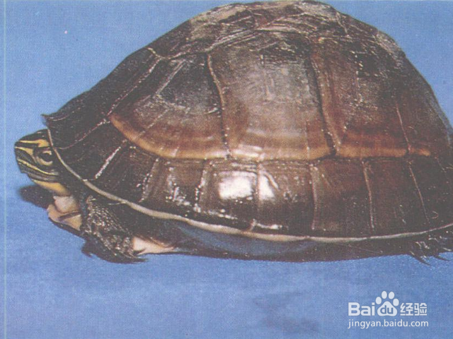 安布龟怎么养