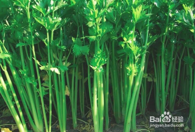 吃芹菜有什么好处，不能和什么一起吃？来看看