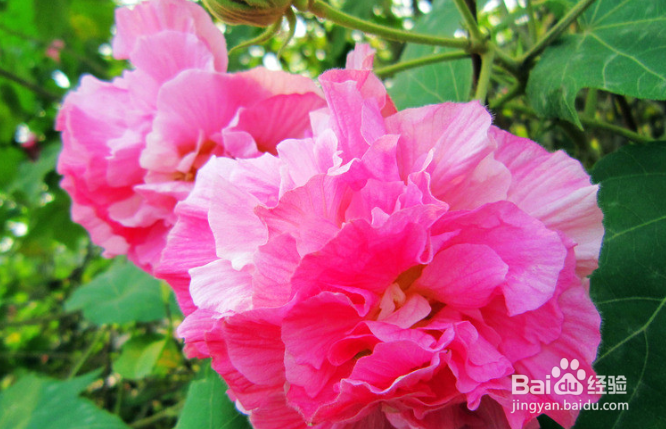 芙蓉花应该怎么养