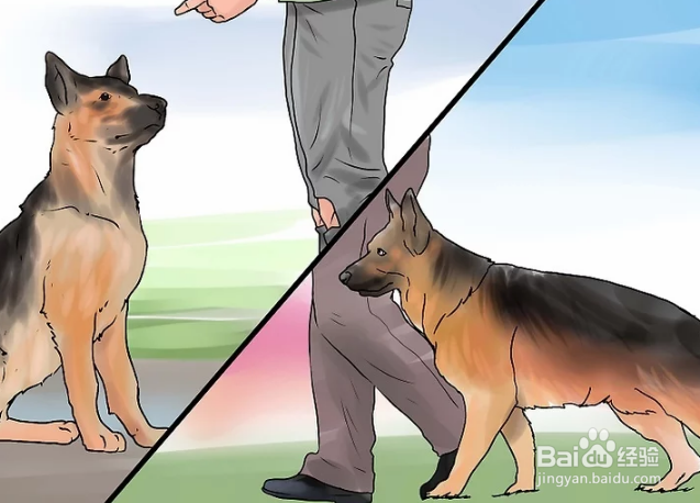 如何训练德国牧羊犬