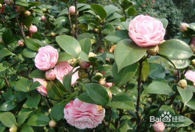 茶花修剪时间和方法