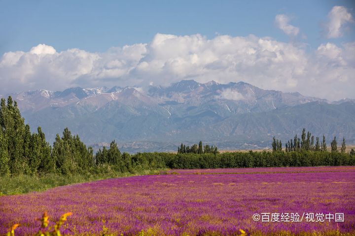 如何种植薰衣草